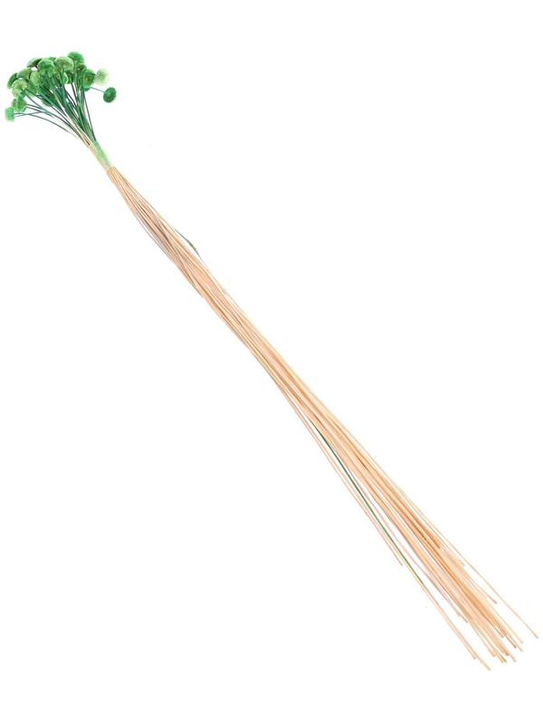 Сухоцвет «Батао» набор 20 шт., цвет зелёный