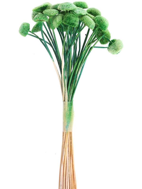 Сухоцвет «Батао» набор 20 шт., цвет зелёный