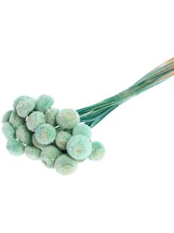 Сухоцвет «Батао» набор 20 шт., цвет голубой