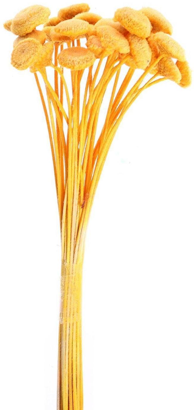 Сухоцвет «Батао» набор 20 шт., цвет жёлтый