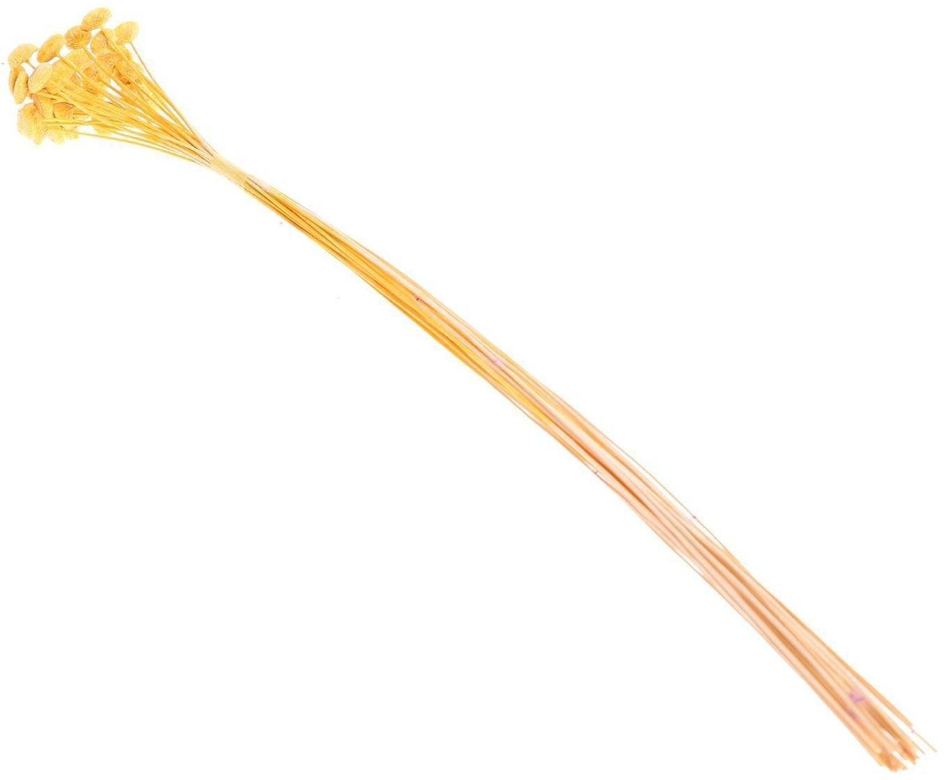 Сухоцвет «Батао» набор 20 шт., цвет жёлтый