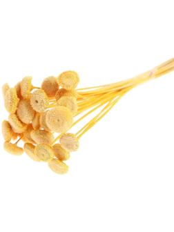 Сухоцвет «Батао» набор 20 шт., цвет жёлтый