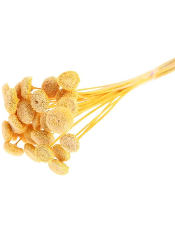 Сухоцвет «Батао» набор 20 шт., цвет жёлтый