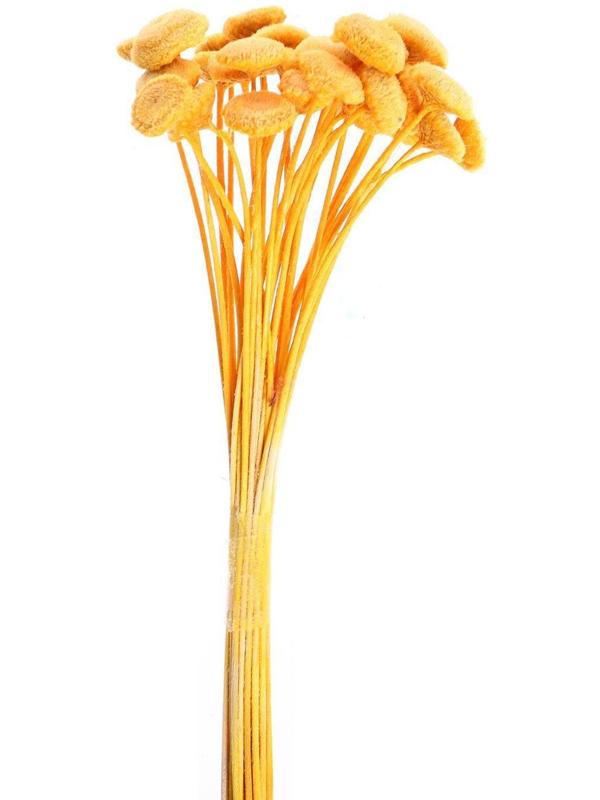 Сухоцвет «Батао» набор 20 шт., цвет жёлтый