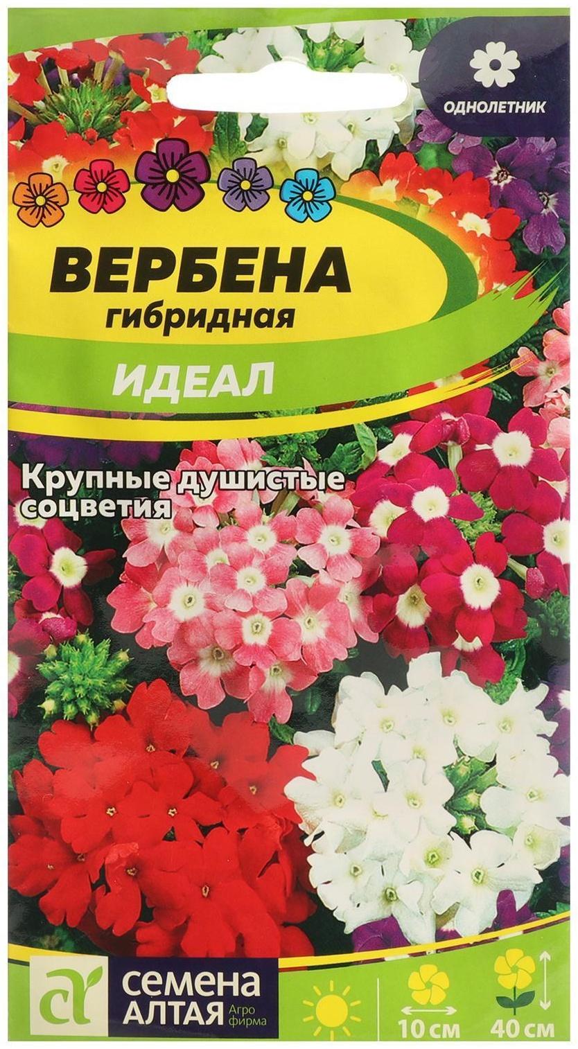 Семена цветов Вербена 
