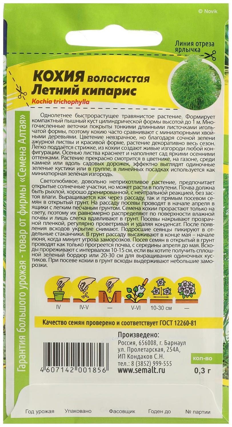 Семена цветов Кохия 