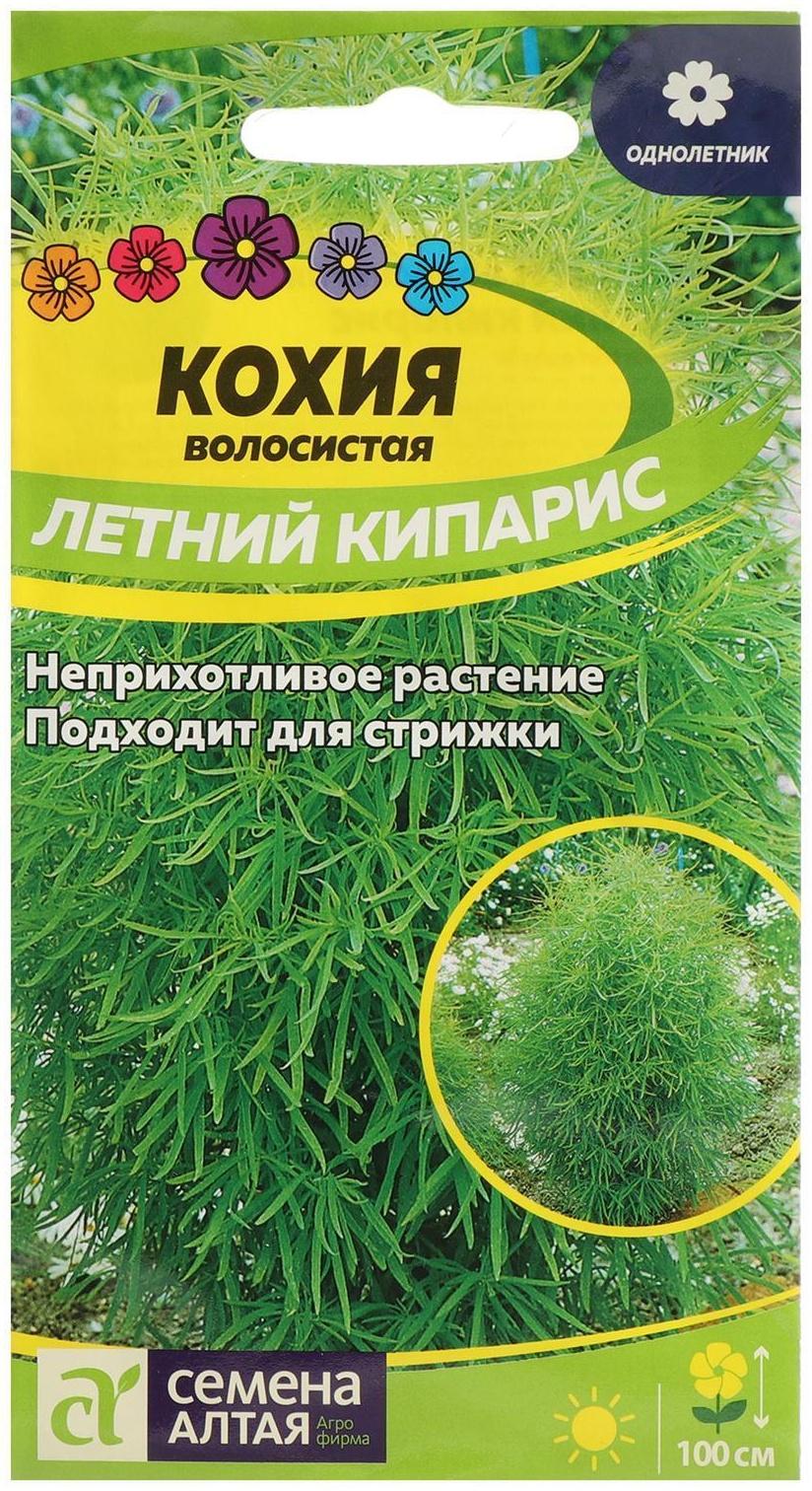 Семена цветов Кохия 