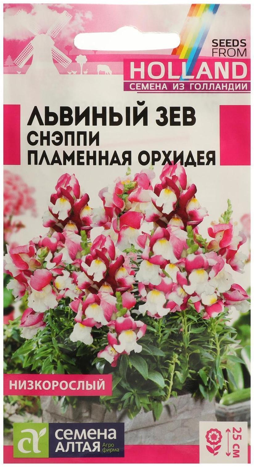 Семена цветов Львиный зев Снэппи 