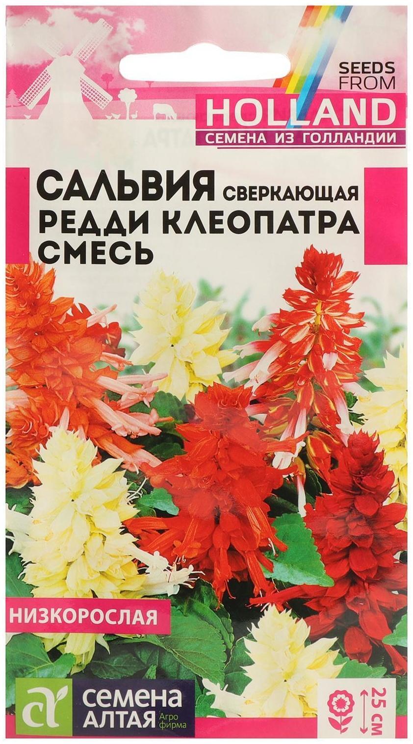 Семена цветов Сальвия 