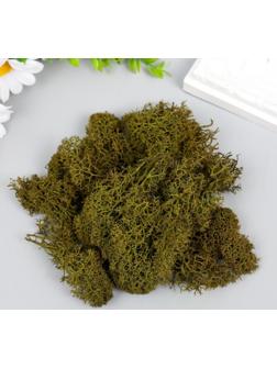 Мох стабилизированный 