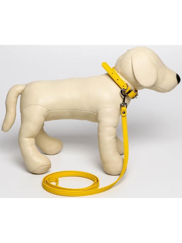 Комплект ошейник (26-34х1.4 см) и поводок (120х1 см) из экокожи, жёлтый