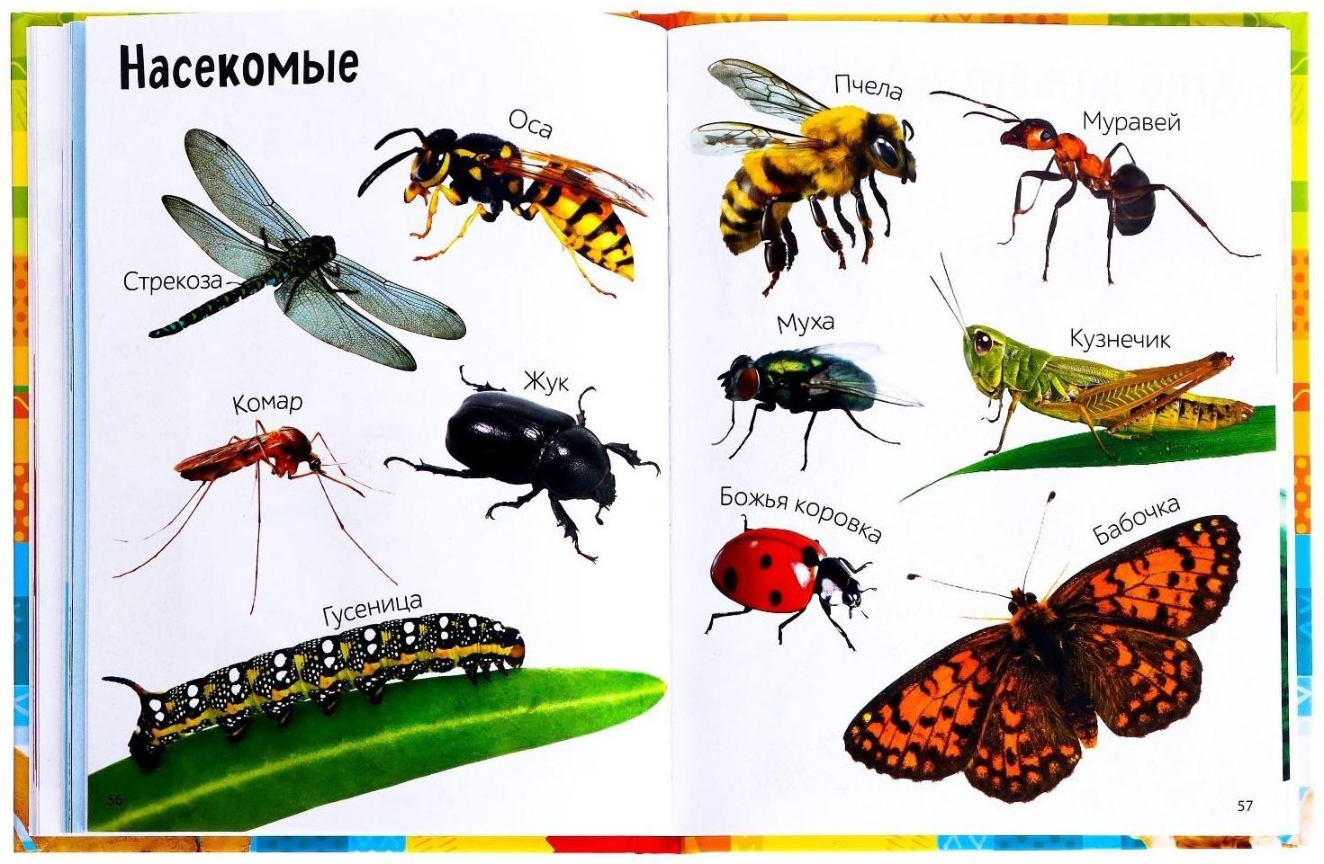 Книга в твёрдом переплёте «Первые 500 слов малыша», 80 стр.