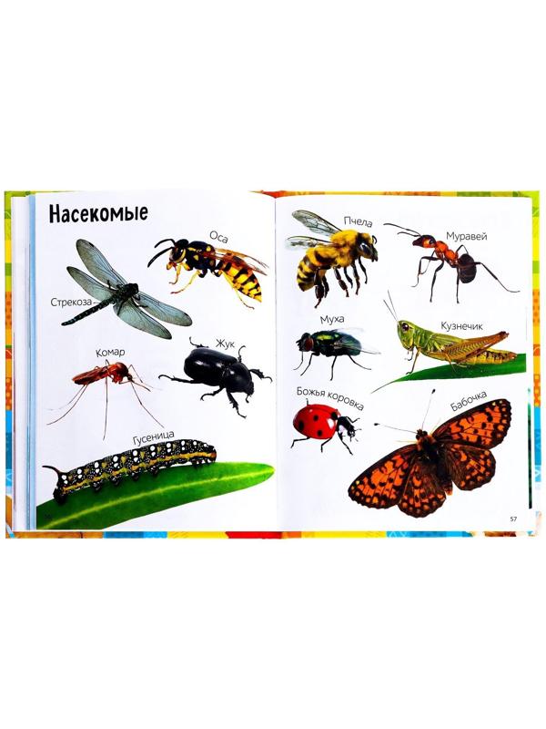 Книга в твёрдом переплёте «Первые 500 слов малыша», 80 стр.