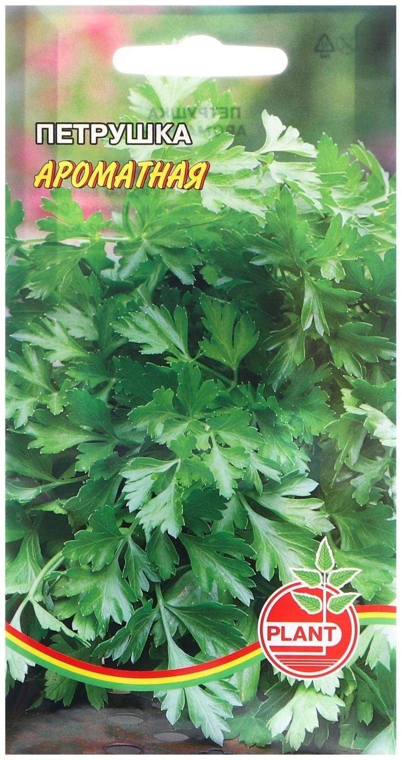 Семена Петрушка 