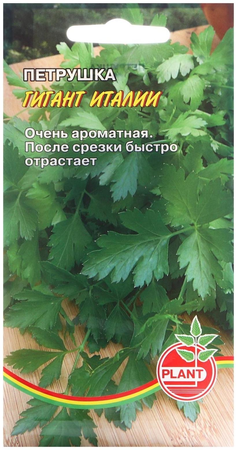 Семена Петрушка 