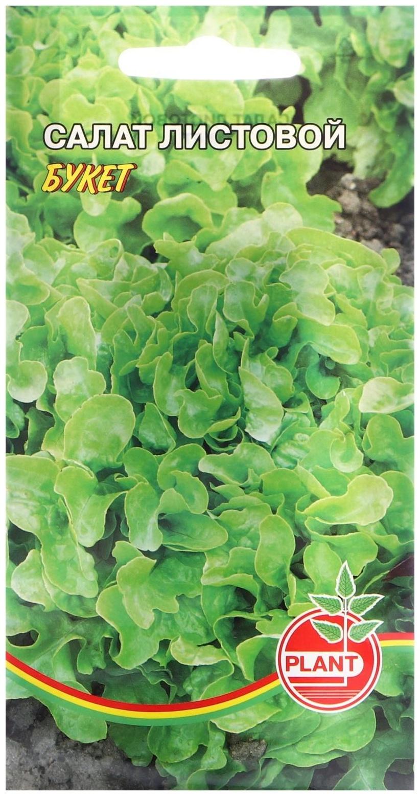 Семена Салат 