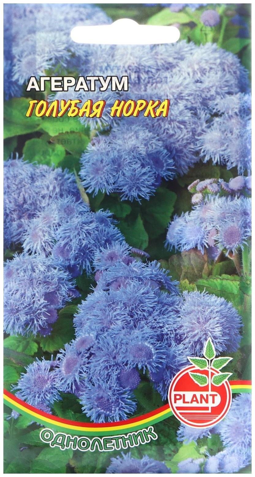 Семена цветов Агератум 