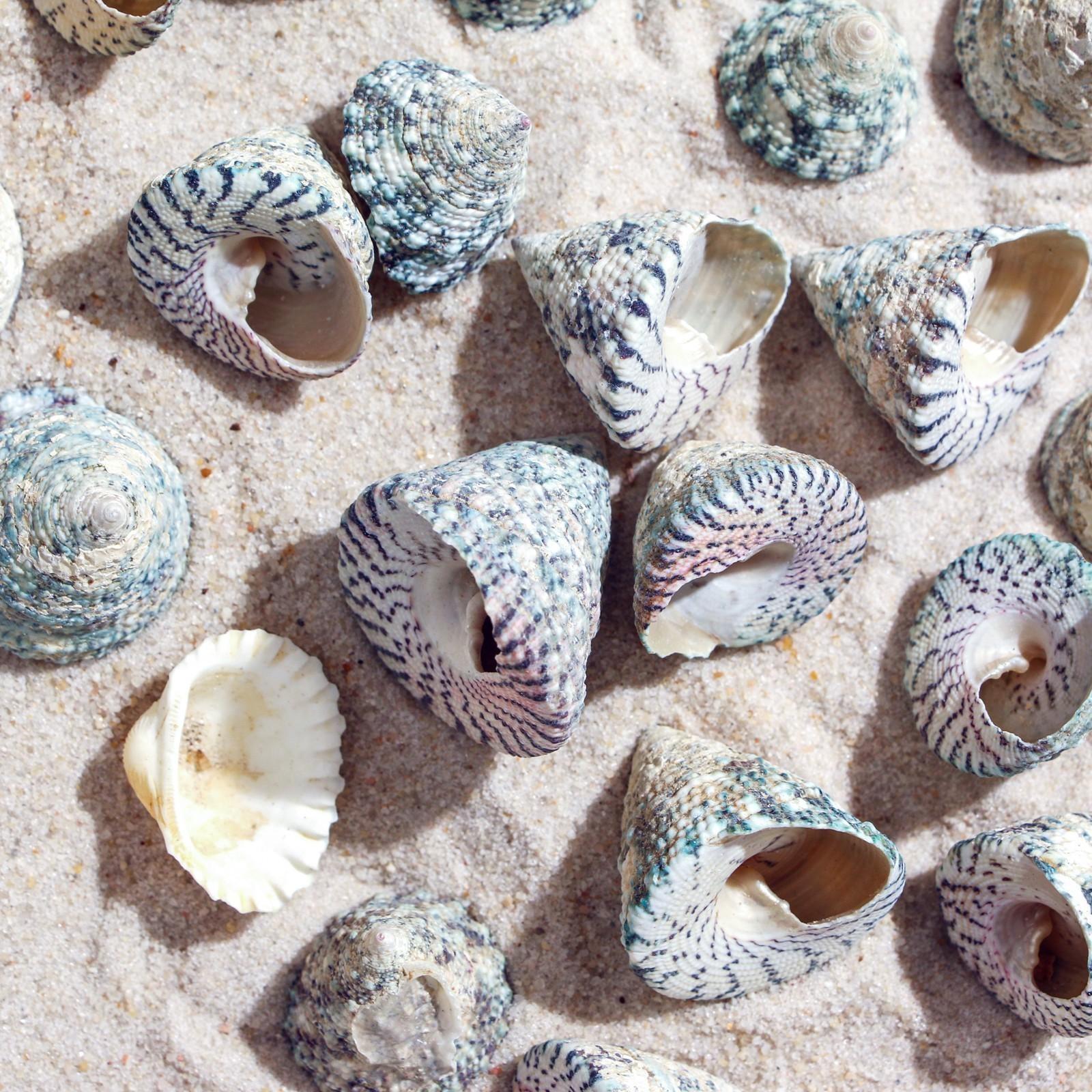Набор ракушек, 