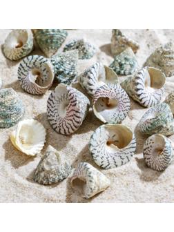 Набор ракушек, 