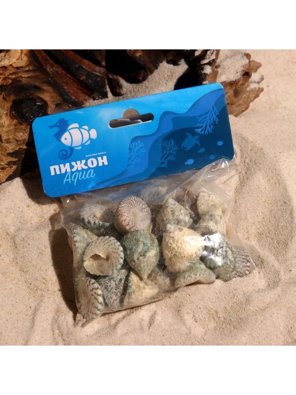 Набор ракушек, 