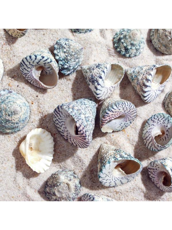 Набор ракушек, 