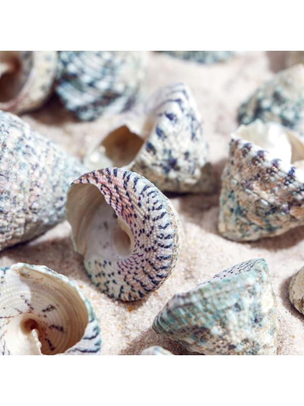 Набор ракушек, 