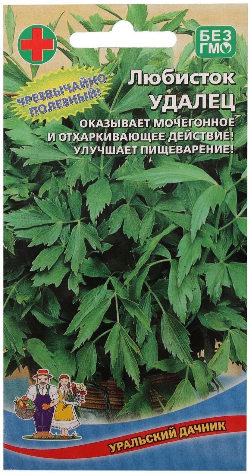 Семена Любисток 