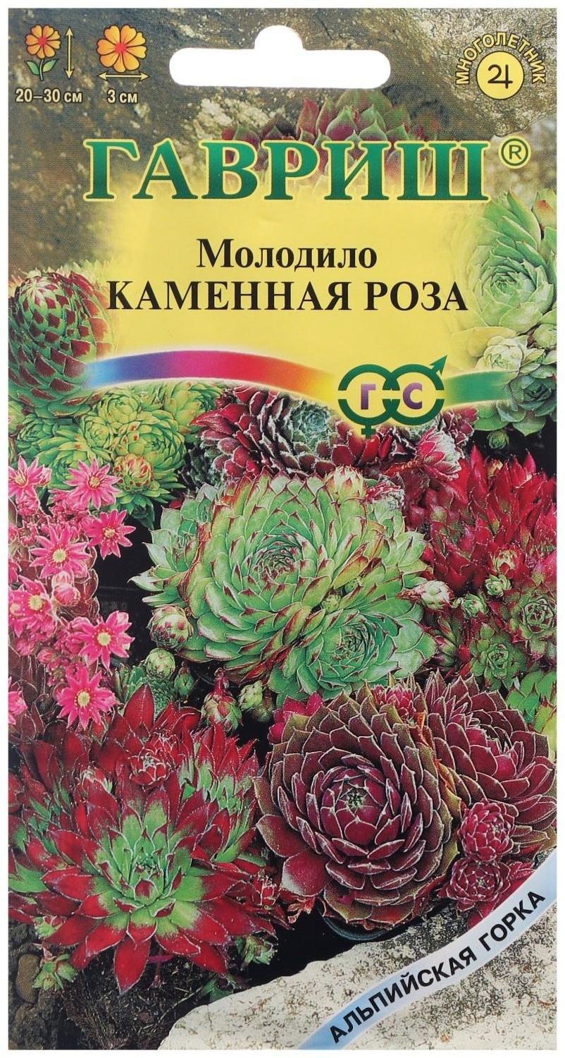 Семена цветов Молодило 