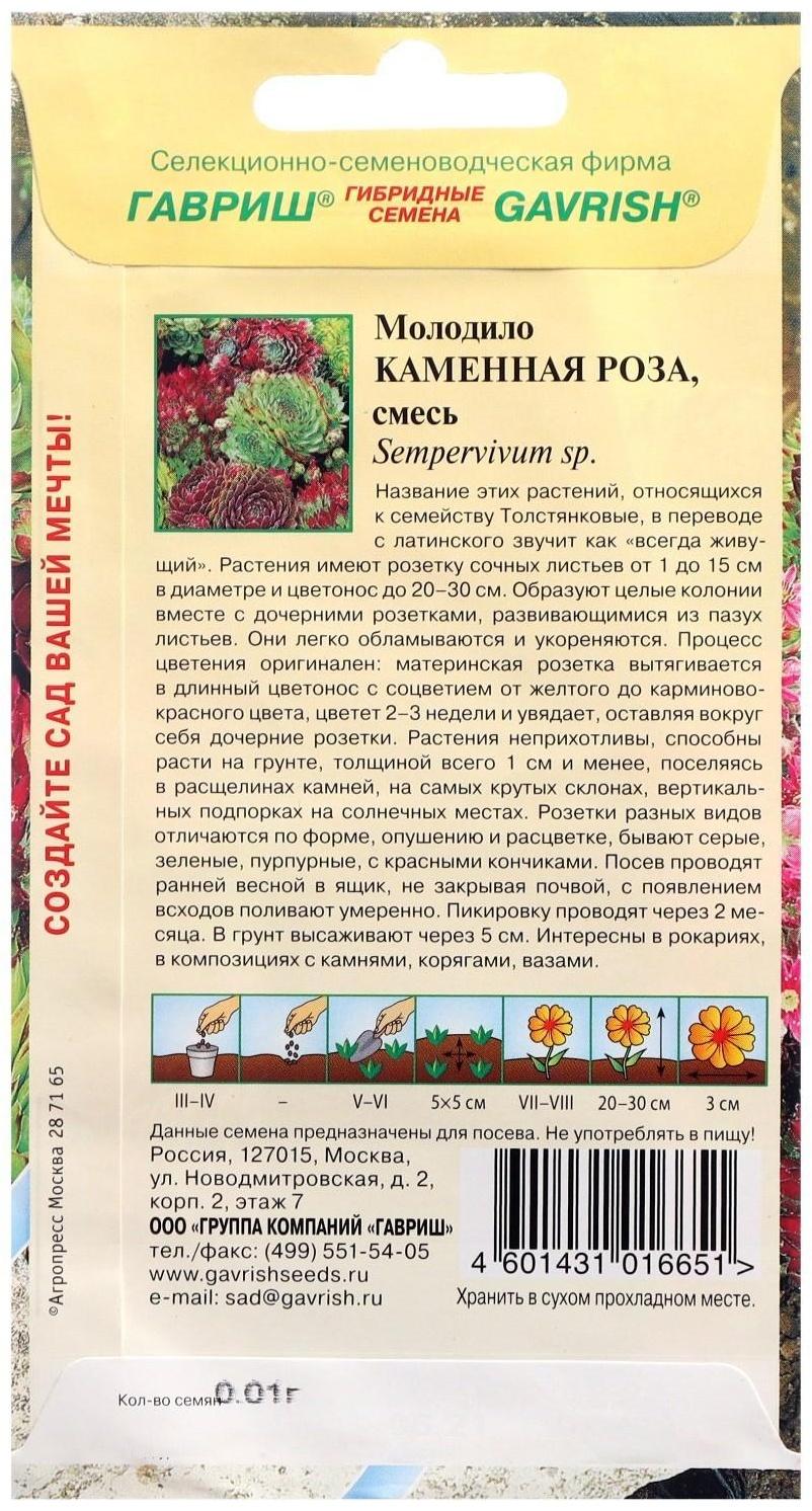 Семена цветов Молодило 