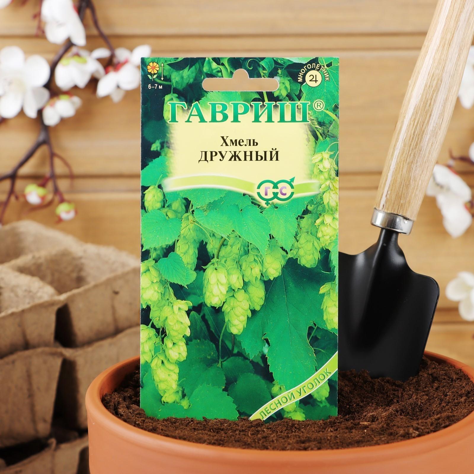 Семена цветов Хмель 