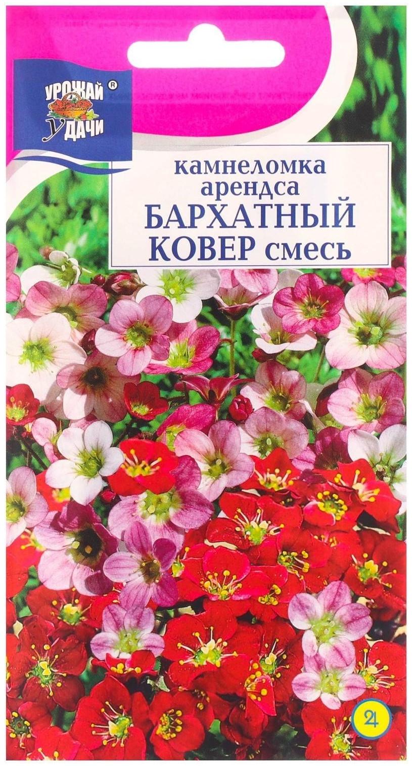 Семена цветов Камнеломка 