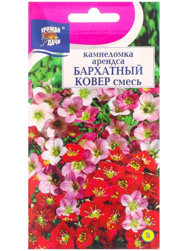 Семена цветов Камнеломка 