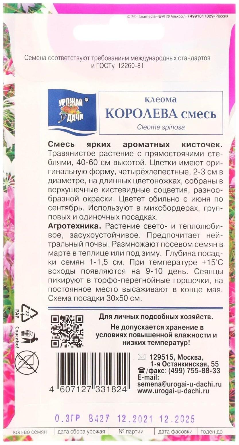 Семена цветов Клеома 