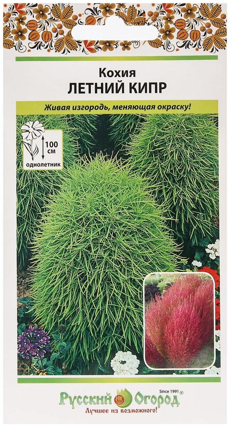 Семена цветов Кохия 