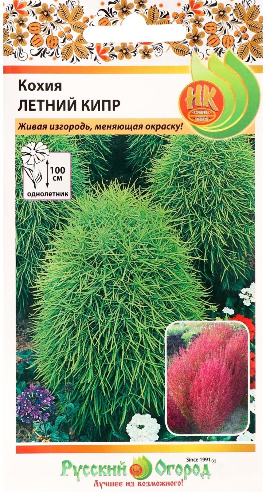 Семена цветов Кохия 