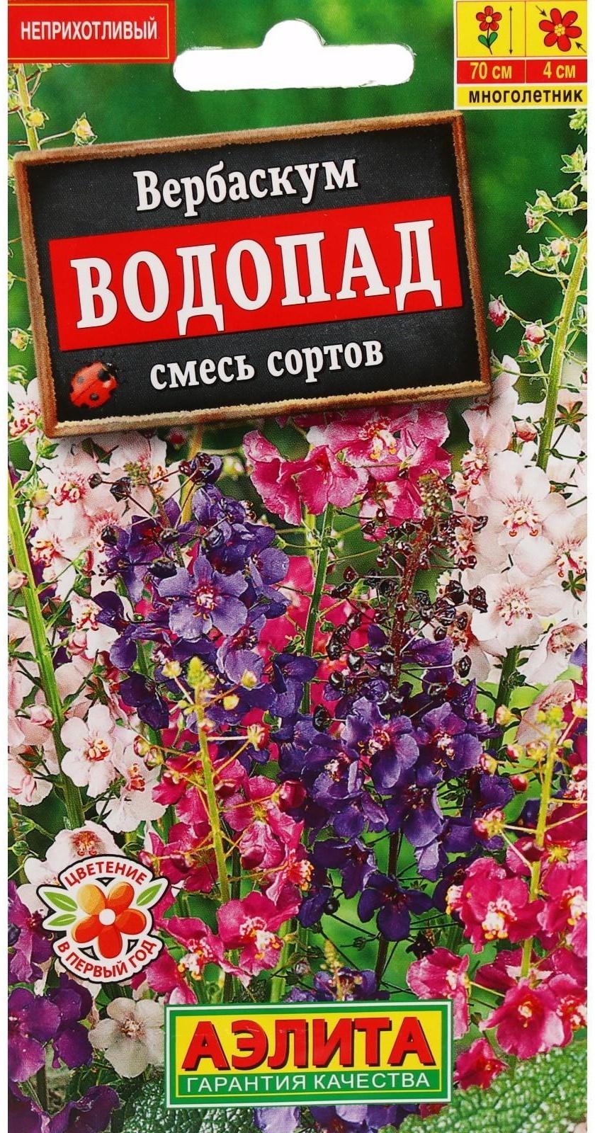 Семена цветов Вербаскум 