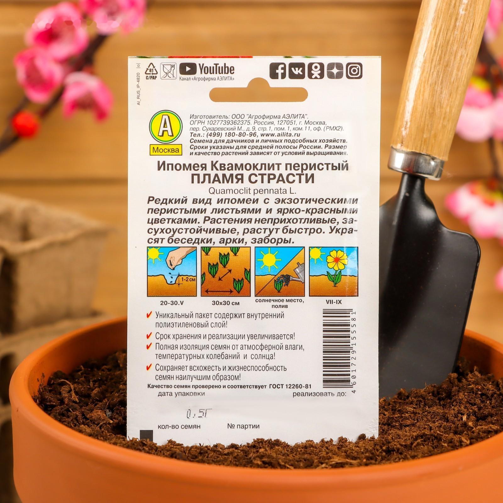 Семена Цветов Ипомея 