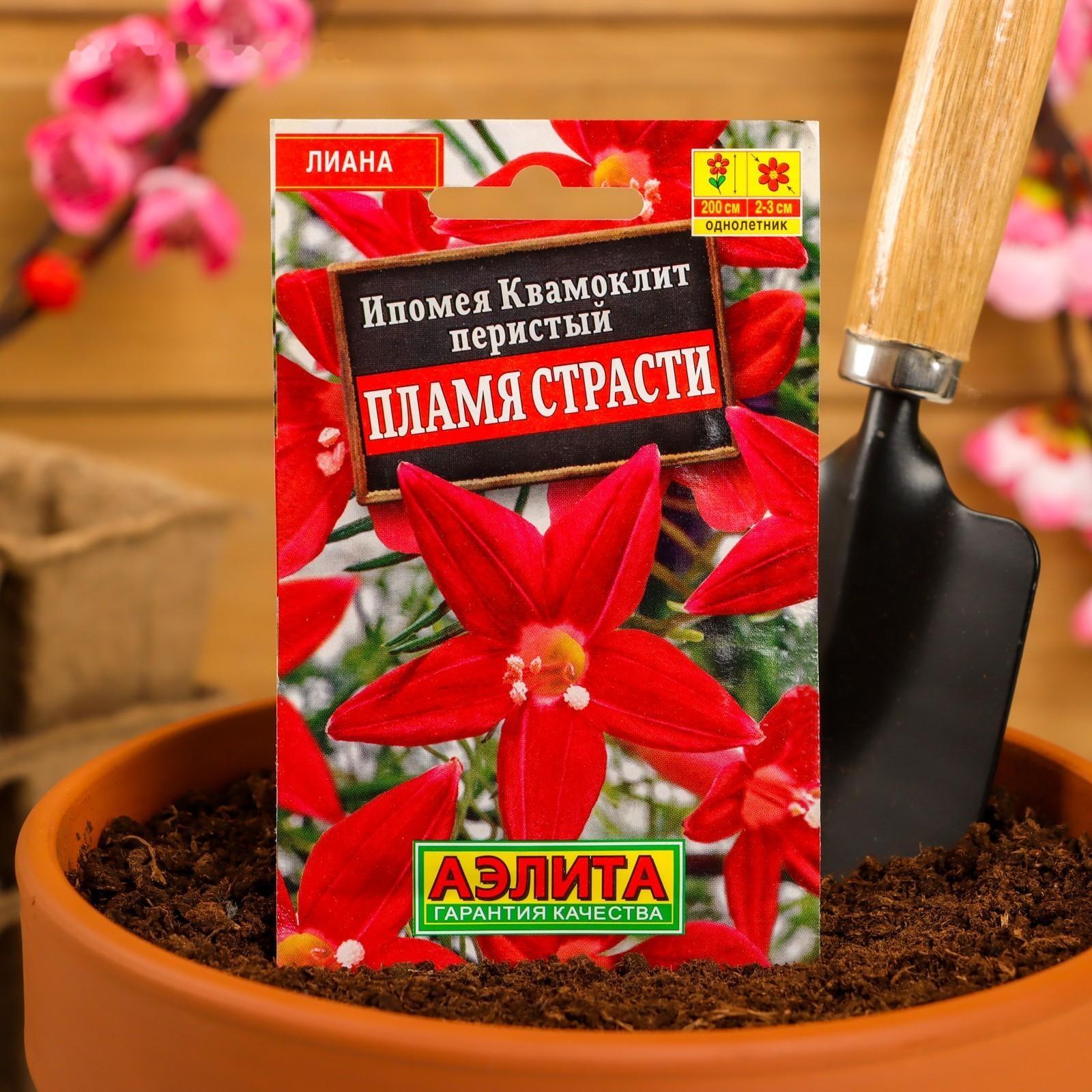 Семена Цветов Ипомея 