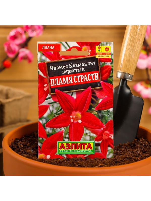 Семена Цветов Ипомея 