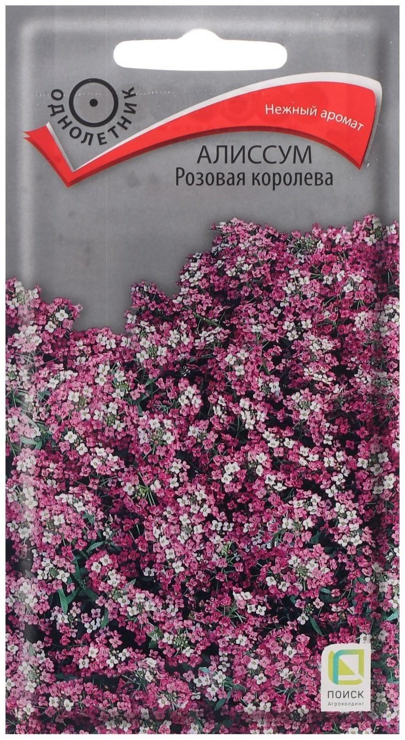 Семена цветов Алиссум 