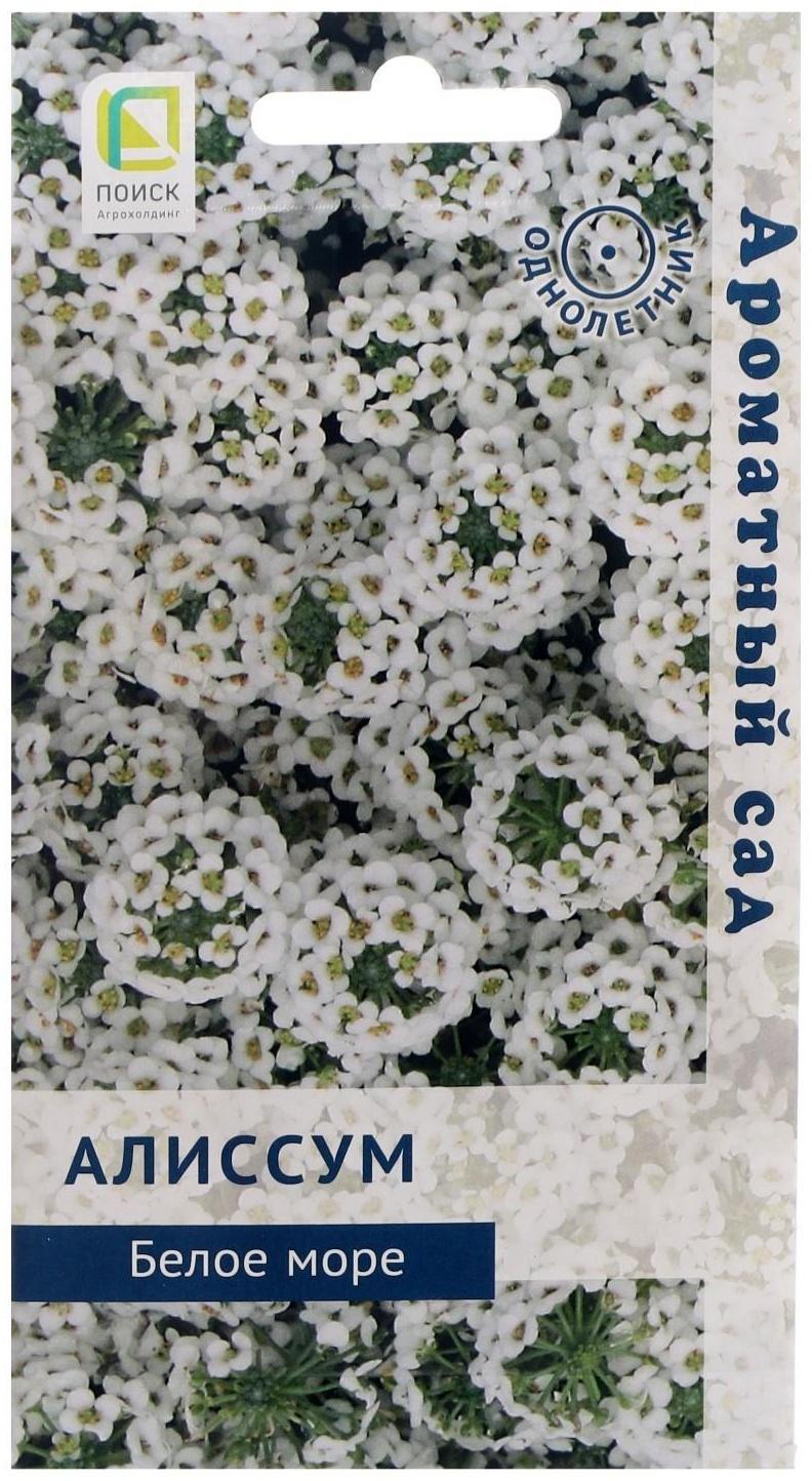 Семена цветов Алиссум 