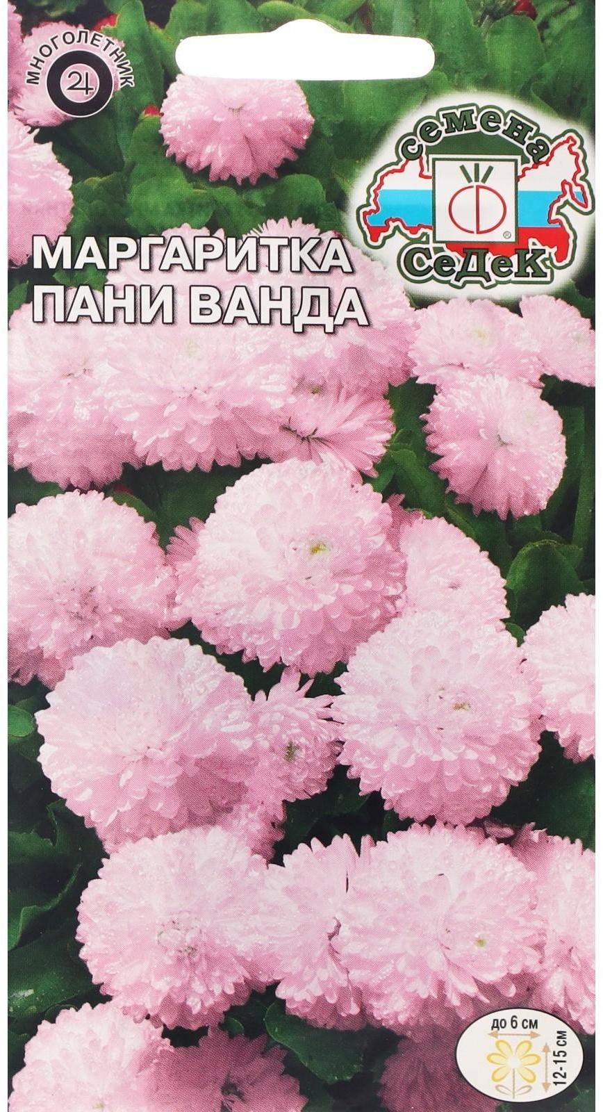 Семена Цветов Маргаритка 