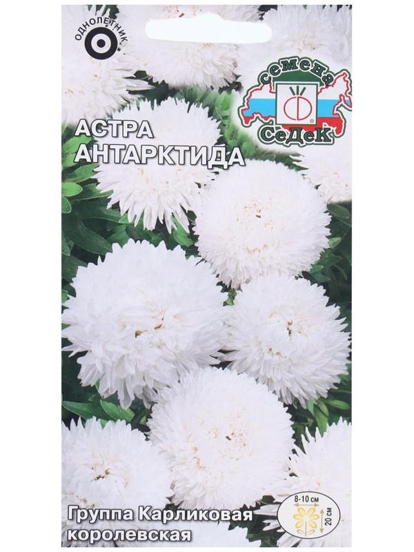 Семена Цветов Астра 