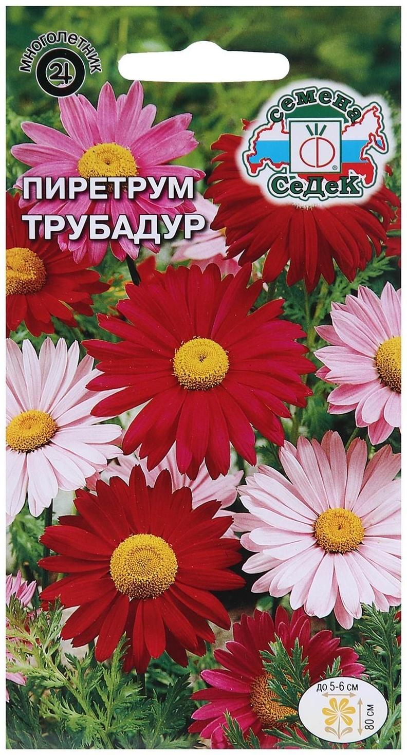 Семена Цветов Пиретрум 