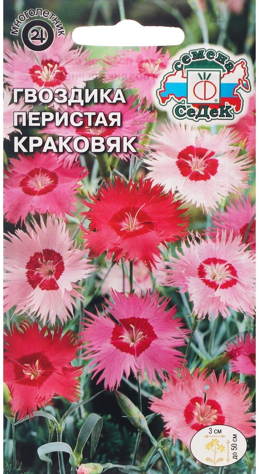 Семена Цветов Гвоздика 