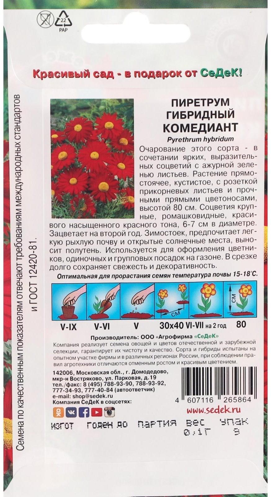 Семена Цветов Пиретрум 