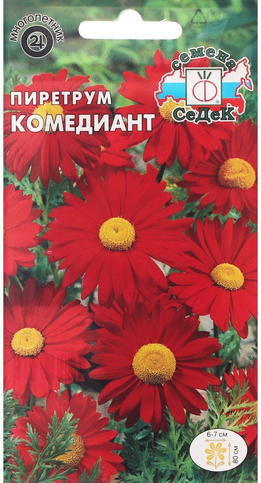 Семена Цветов Пиретрум 