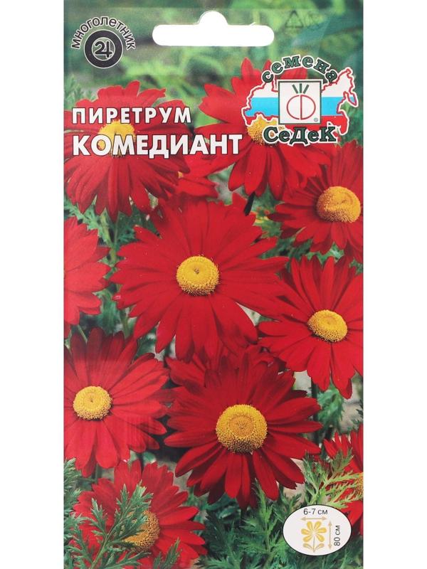 Семена Цветов Пиретрум 