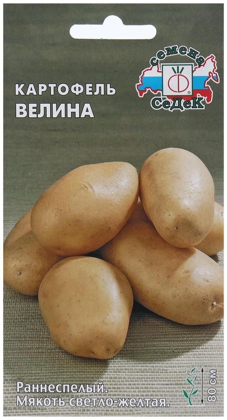Семена Картофель  