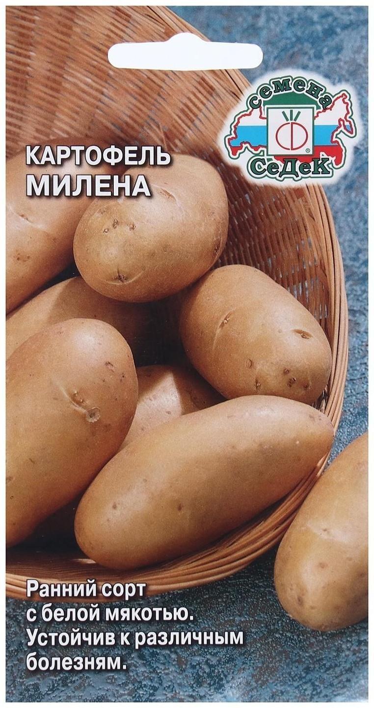 Семена Картофель  